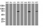 RIPK1 / RIP Antibody (clone 2G3)